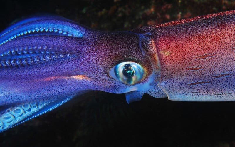 Mount Cachucho, the underwater mountain range in the Cantabric where giant squids live