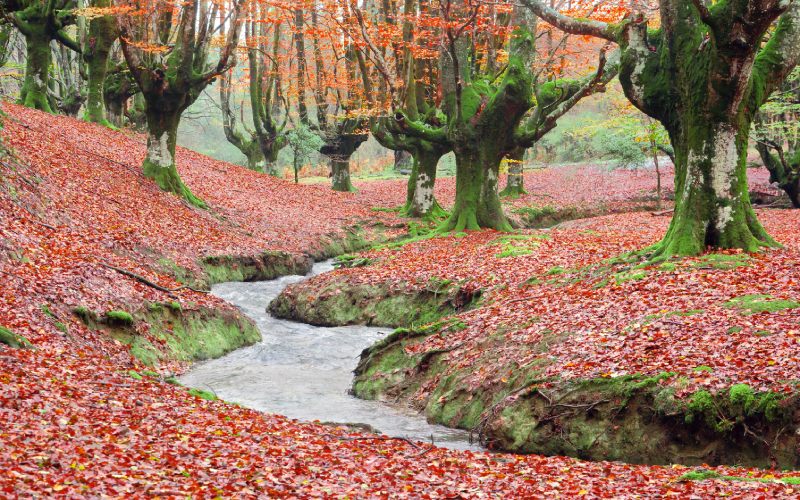 Otzarreta beech forest