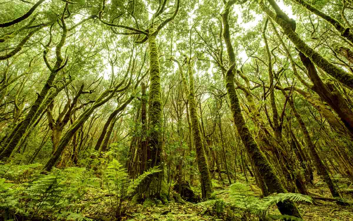 Forests in the Garajonay National Park.