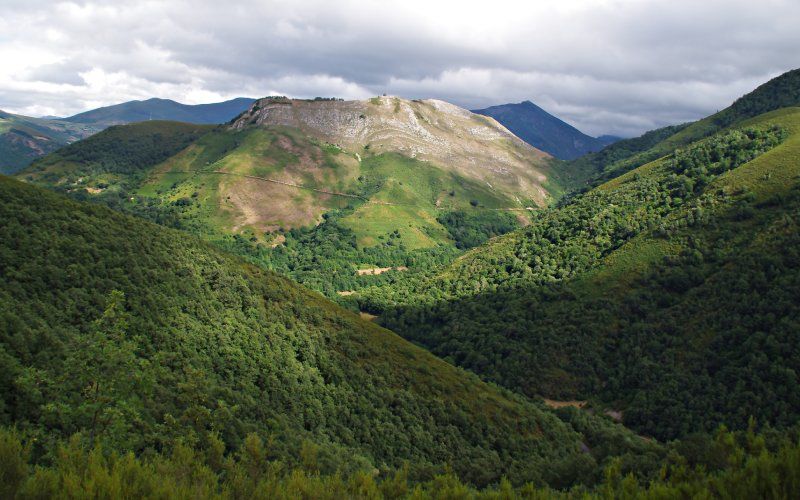 Лес Муниеллос: привилегированное посещение крупнейшего дубового леса в Испании