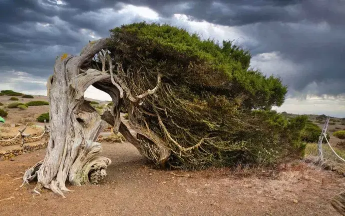 Sabinar de la Dehesa, El Hierro