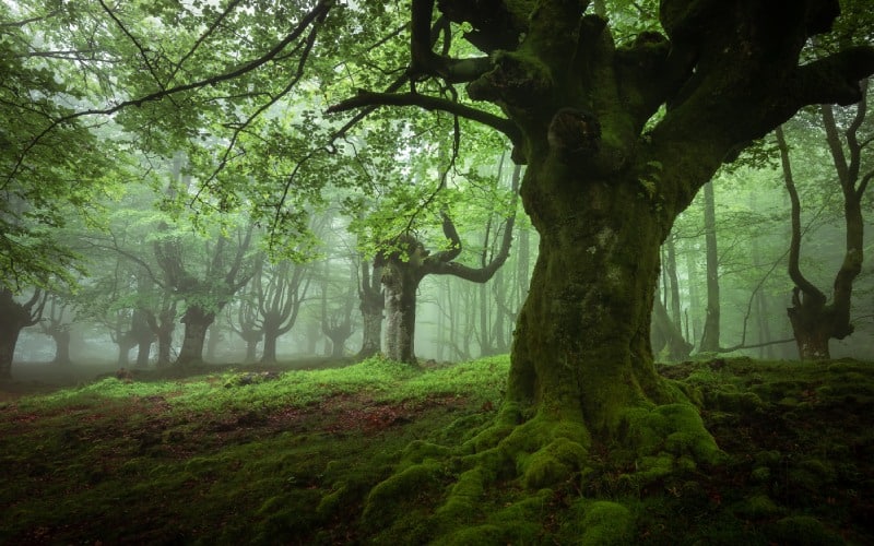Gorbeia Natural Park