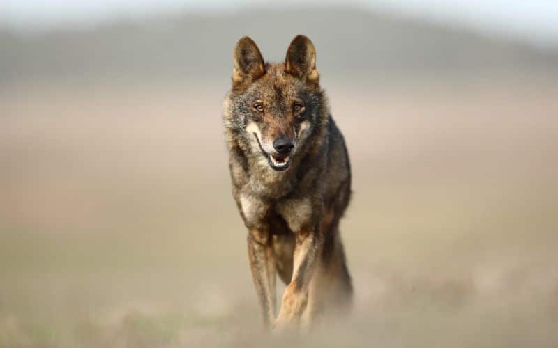 Iberian wolf