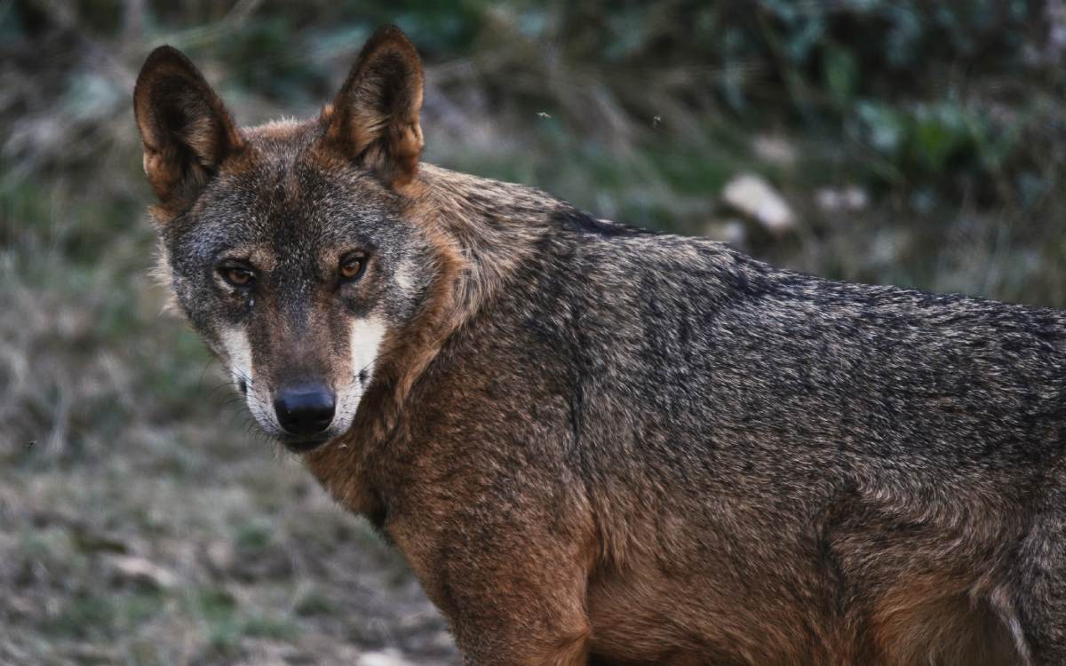 A wolf in the Sierra de Culebra.