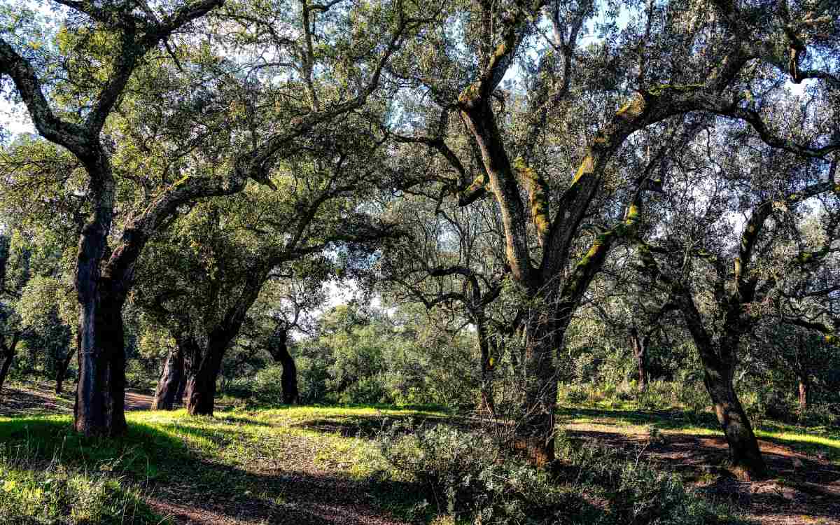 Sierra de Hornachuelos.
