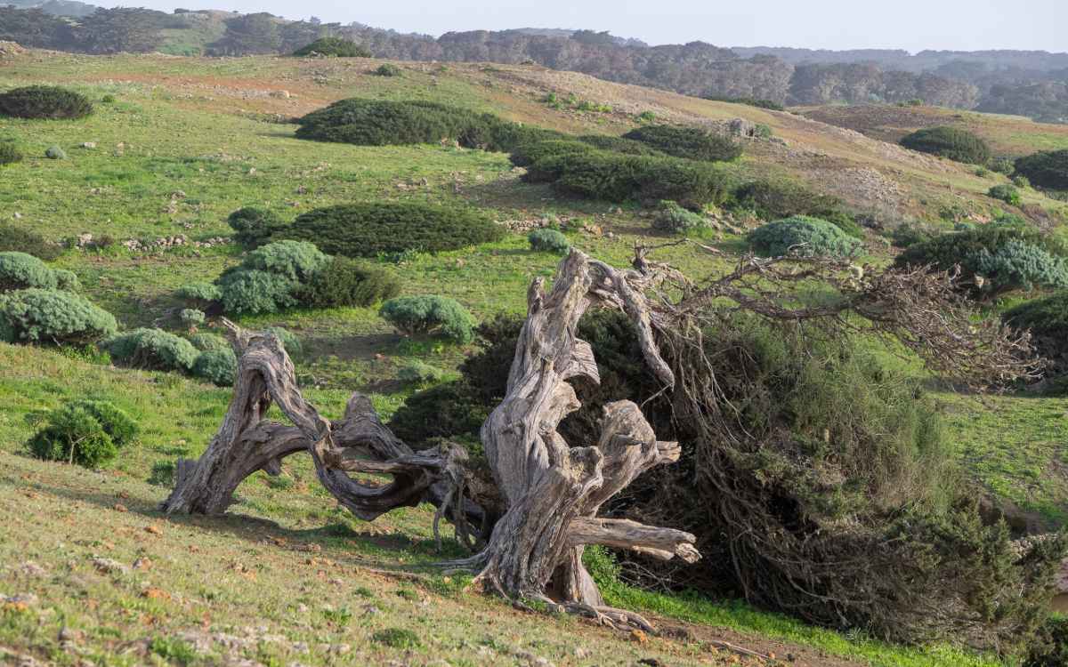 Junipers, Sabinar de La Dehesa.