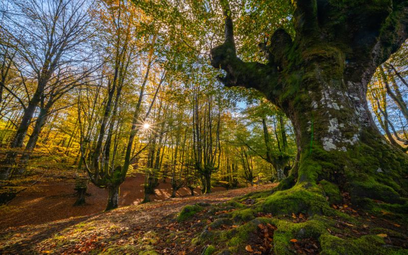 Otzarreta beech forest
